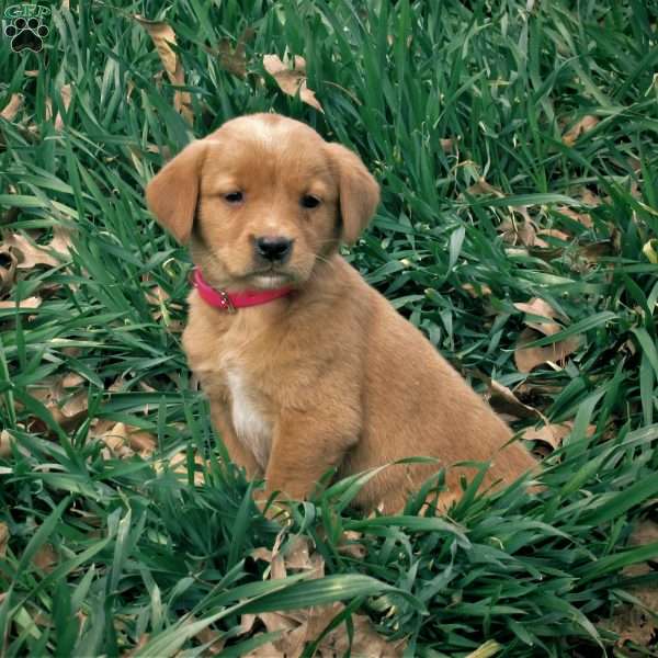 Carly, Golden Labrador Puppy